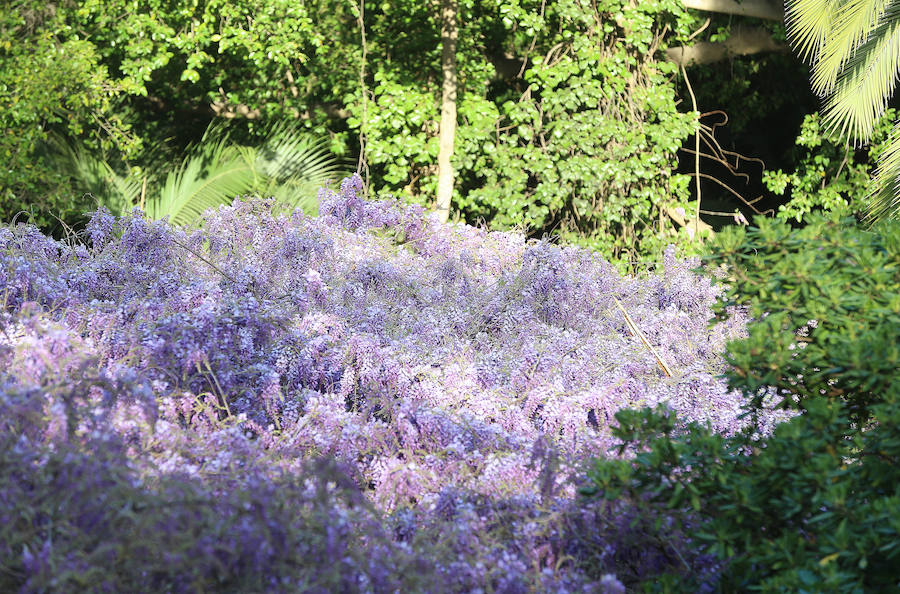 Las glicinias se adueñan del Jardín Botánico y ofrecen un bello espectáculo de colores 