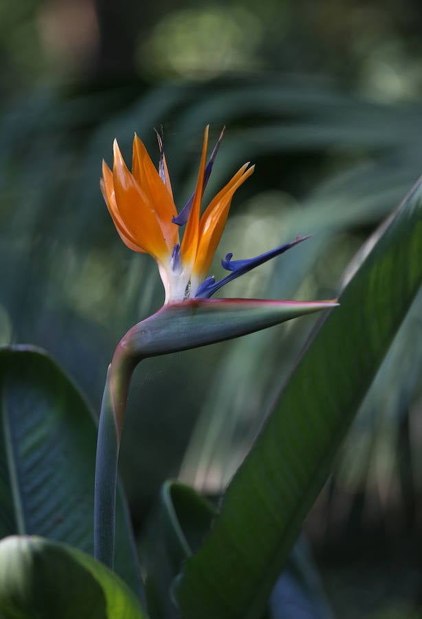 Las glicinias se adueñan del Jardín Botánico y ofrecen un bello espectáculo de colores 