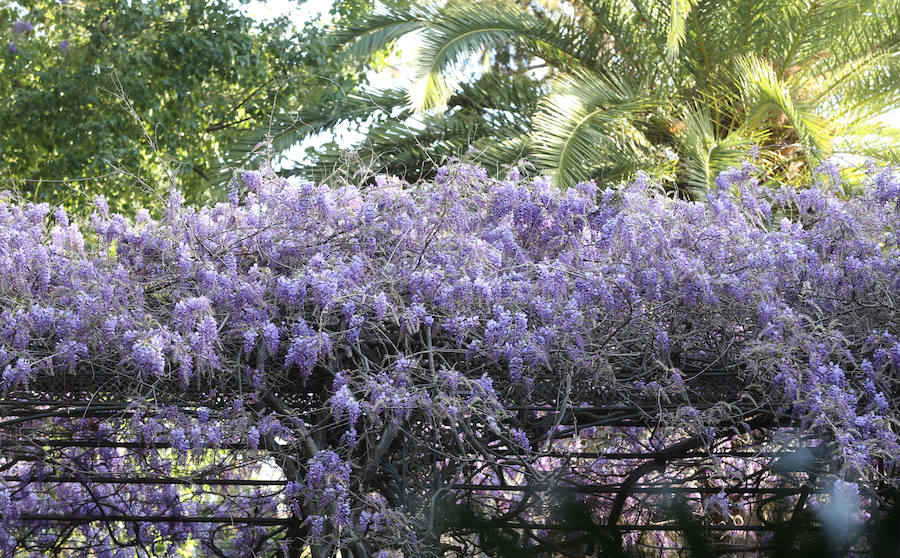 Las glicinias se adueñan del Jardín Botánico y ofrecen un bello espectáculo de colores 