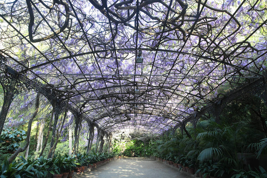 Las glicinias se adueñan del Jardín Botánico y ofrecen un bello espectáculo de colores 