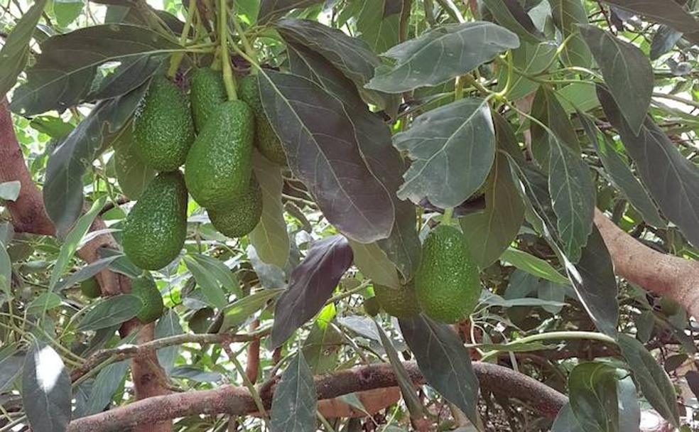 La producción malagueña lleva años estancada mientras el consumo de aguacate en el mundo no deja de crecer.