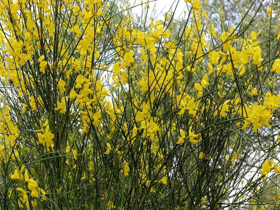 La retama de olor, la planta del mes de abril en el jardín de la concepción 