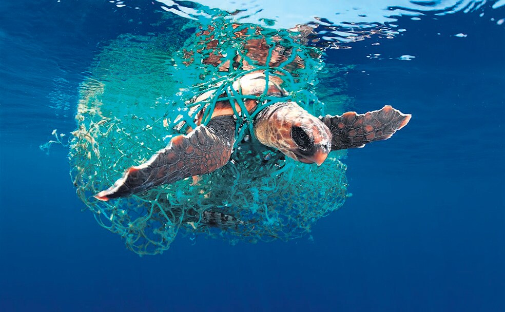 La imagen superior, una tortuga boba atrapada en una red en Tenerife, ha sido la única premiada de un español. Junto a estas líneas, una serpiente herbácea y un caballito de mar asfixiándose en un vaso de plástico. A la derecha, ballenas jorobadas compiten por aparearse. Abajo, la foto ganadora, unos tiburones devorando un pez loro.