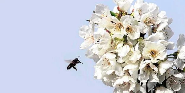 Abril, el mes en el que florecen los cerezos