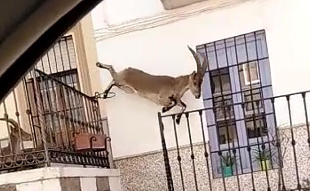 Uno de los ejemplares saltando de una terraza a otra del pueblo.