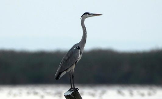 Una garza real en el humedal.