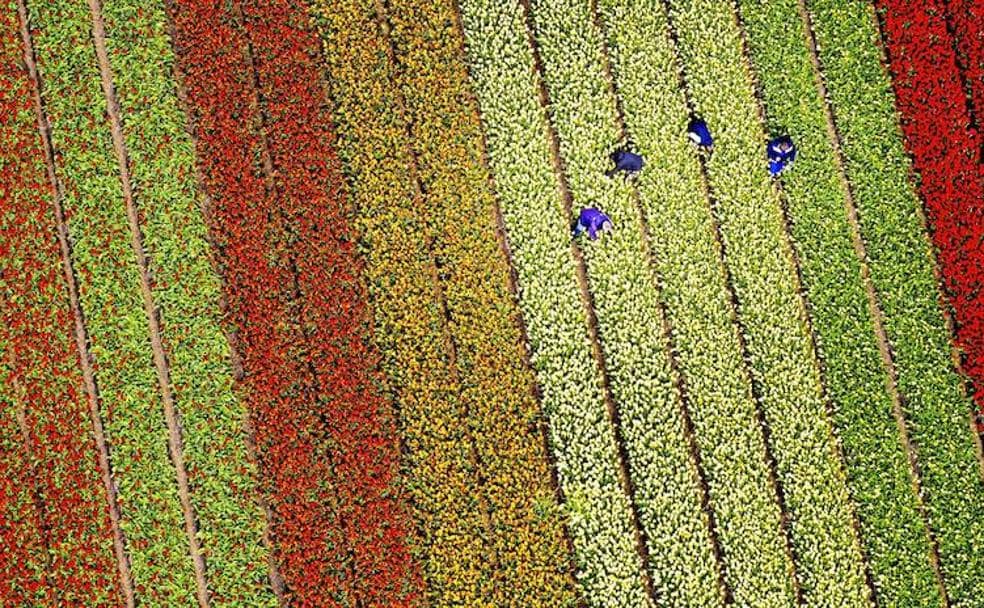 Los campos de tulipanes de Holanda estallan en estas fechas en ráfagas de colores que, a vista de pájaro, ofrecen un sugerente espectáculo pictórico, como este de Lisse, donde trabajan cuatro personas.