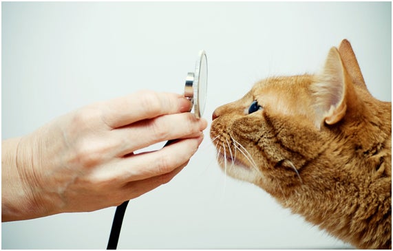 Todas las mascotas necesitan una atención veterinaria personalizada y especializada