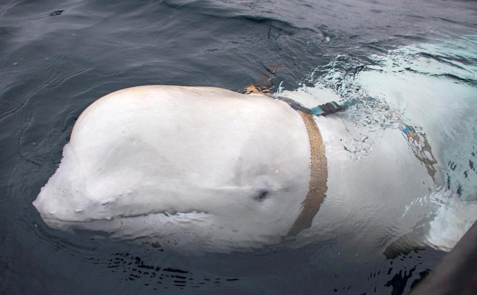 'Soldados acuáticos': Ballenas espías entrenadas para misiones militares