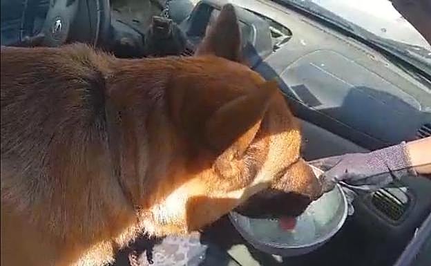 Rescatan a un perro al que su dueño dejó en el interior de un coche en Torrox para irse a trabajar