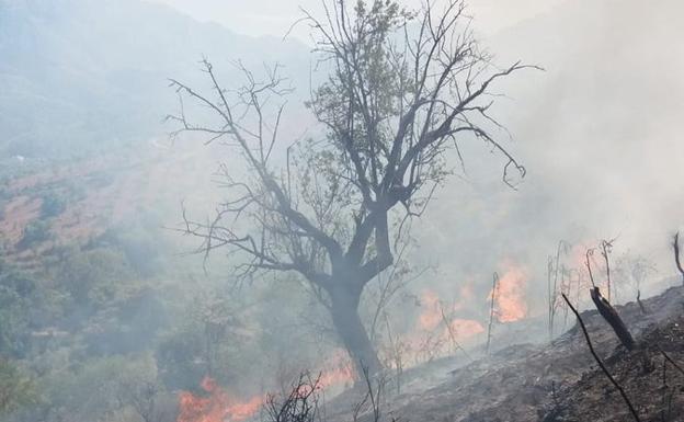 Imagen principal - Extinguido el incendio agrícola en Guaro