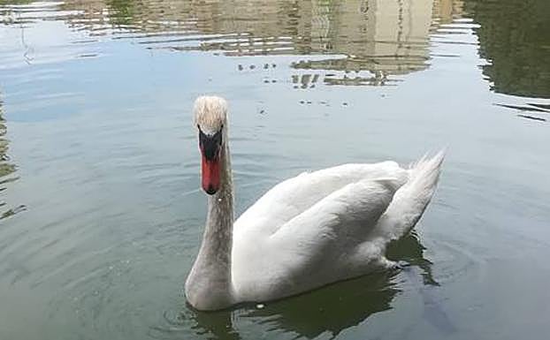 El cisne 'Lucas' en el estanque del Parque del Oeste. Vídeo elaborado por los vecinos sobre el animal.