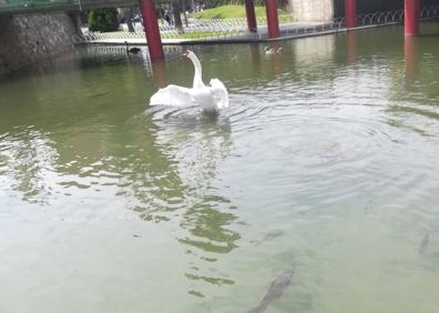 Imagen secundaria 1 - Mancera dándole de comer al cisne cuando estaba en el río. Se le cortarán las plumas de las alas para que no vuele. Carece de arcén e iluminación.