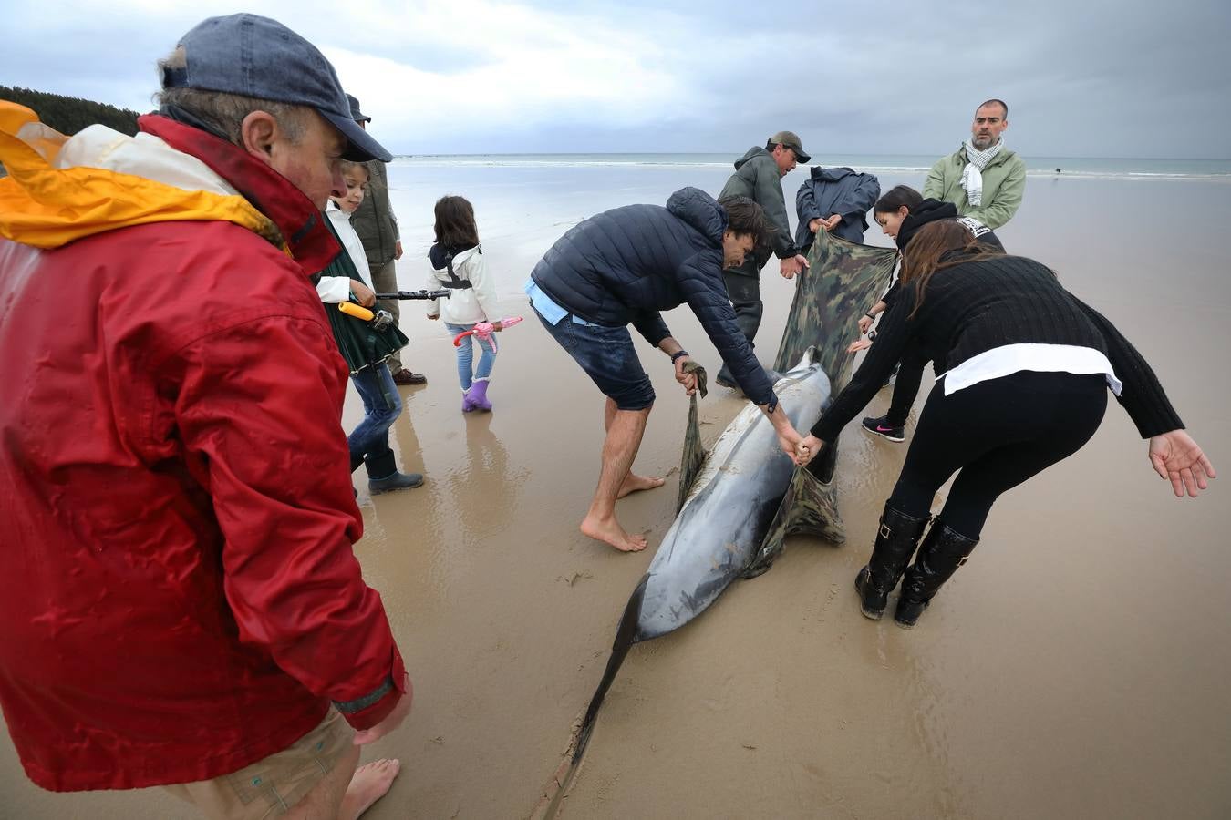 Pese a los esfuerzos de surfistas, voluntarios y agentes del Medio Natural sólo se ha podido devolver al agua con vida a tres de ellos