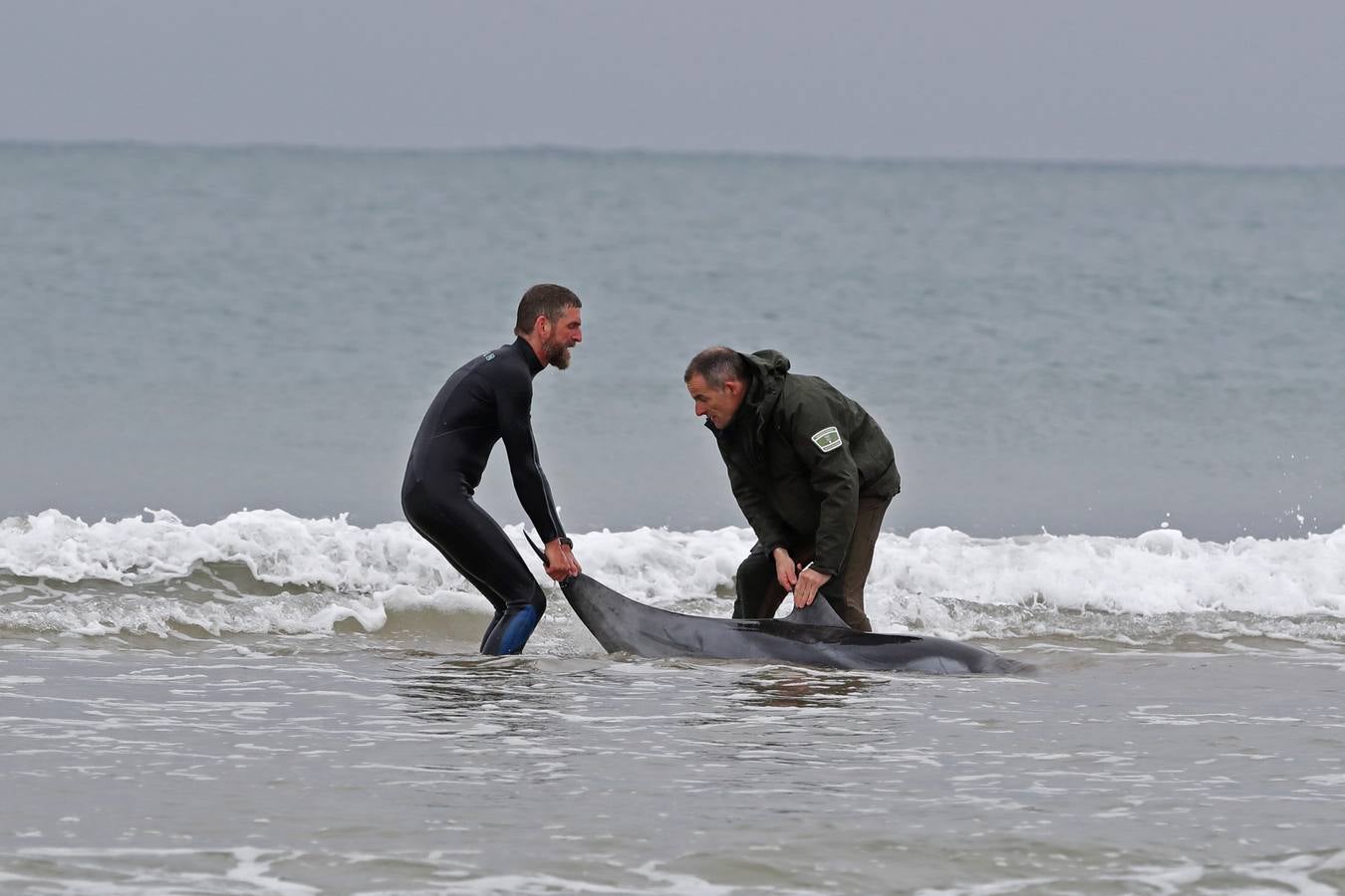 Pese a los esfuerzos de surfistas, voluntarios y agentes del Medio Natural sólo se ha podido devolver al agua con vida a tres de ellos