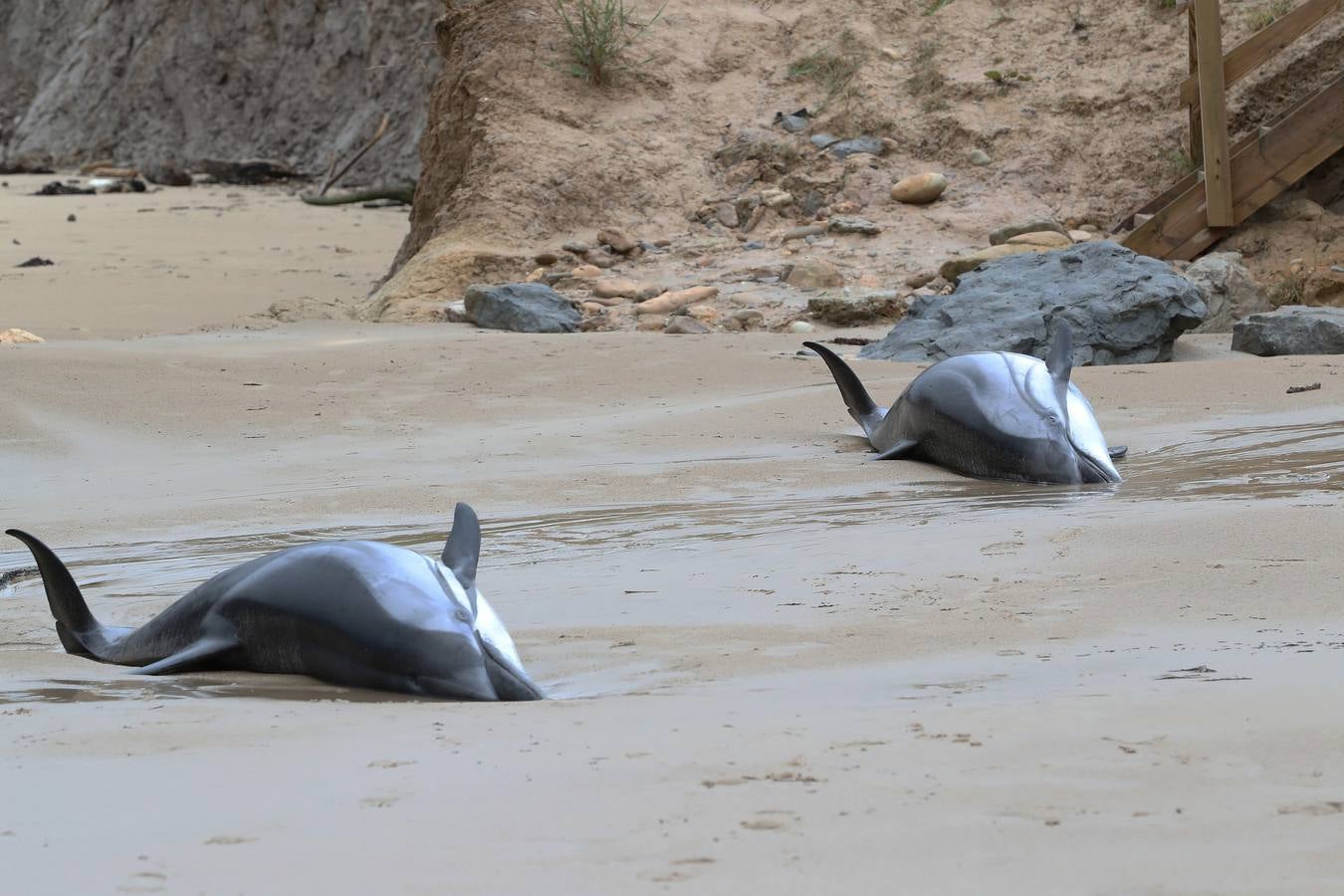 Pese a los esfuerzos de surfistas, voluntarios y agentes del Medio Natural sólo se ha podido devolver al agua con vida a tres de ellos