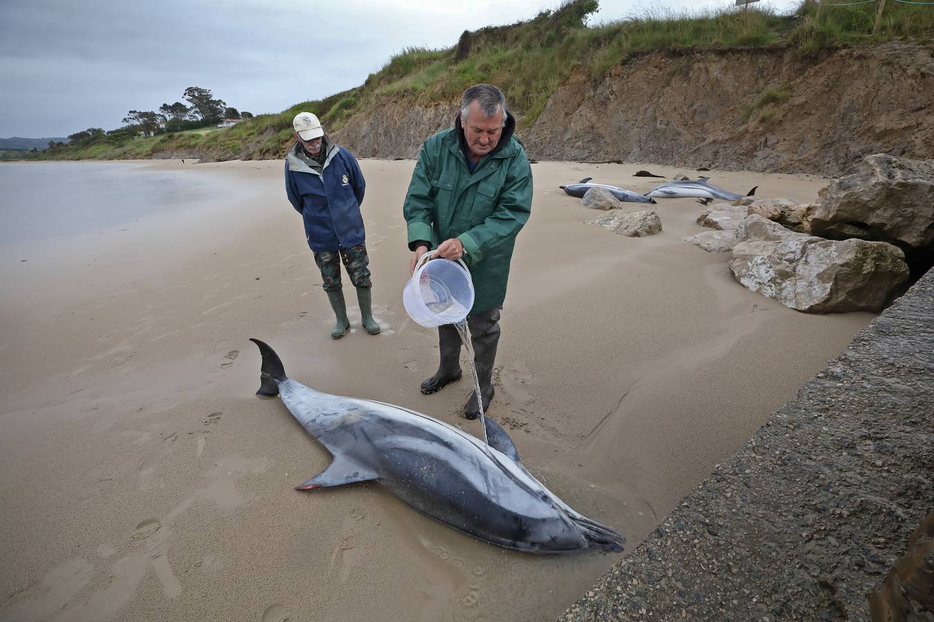 Pese a los esfuerzos de surfistas, voluntarios y agentes del Medio Natural sólo se ha podido devolver al agua con vida a tres de ellos