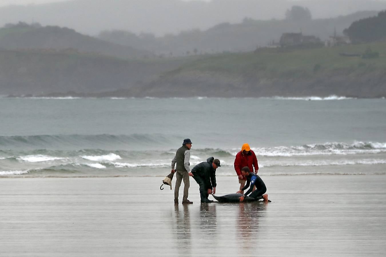 Pese a los esfuerzos de surfistas, voluntarios y agentes del Medio Natural sólo se ha podido devolver al agua con vida a tres de ellos