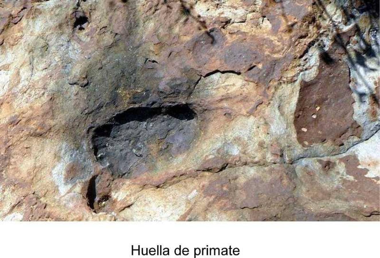 Un equipo internacional de paleontólogos investiga el «prometedor» hallazgo de fósiles de Australopithecus en Alhaja Prieta que podrían tener unos cinco millones de años