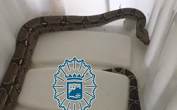 Imagen de la serpiente intervenida Vídeo de la serpiente en la playa.