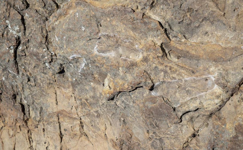 Polémica científica sobre las fósiles de Álora