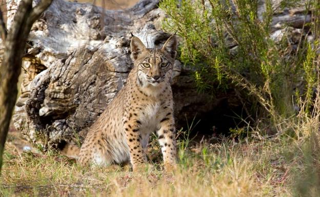 Uno de los 686 linces ibéricos que viven libres.