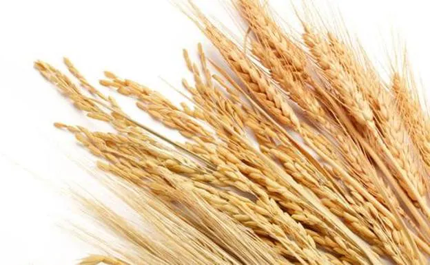 La cosecha de cereales en Málaga será un 45% inferior con sólo 85.000 toneladas