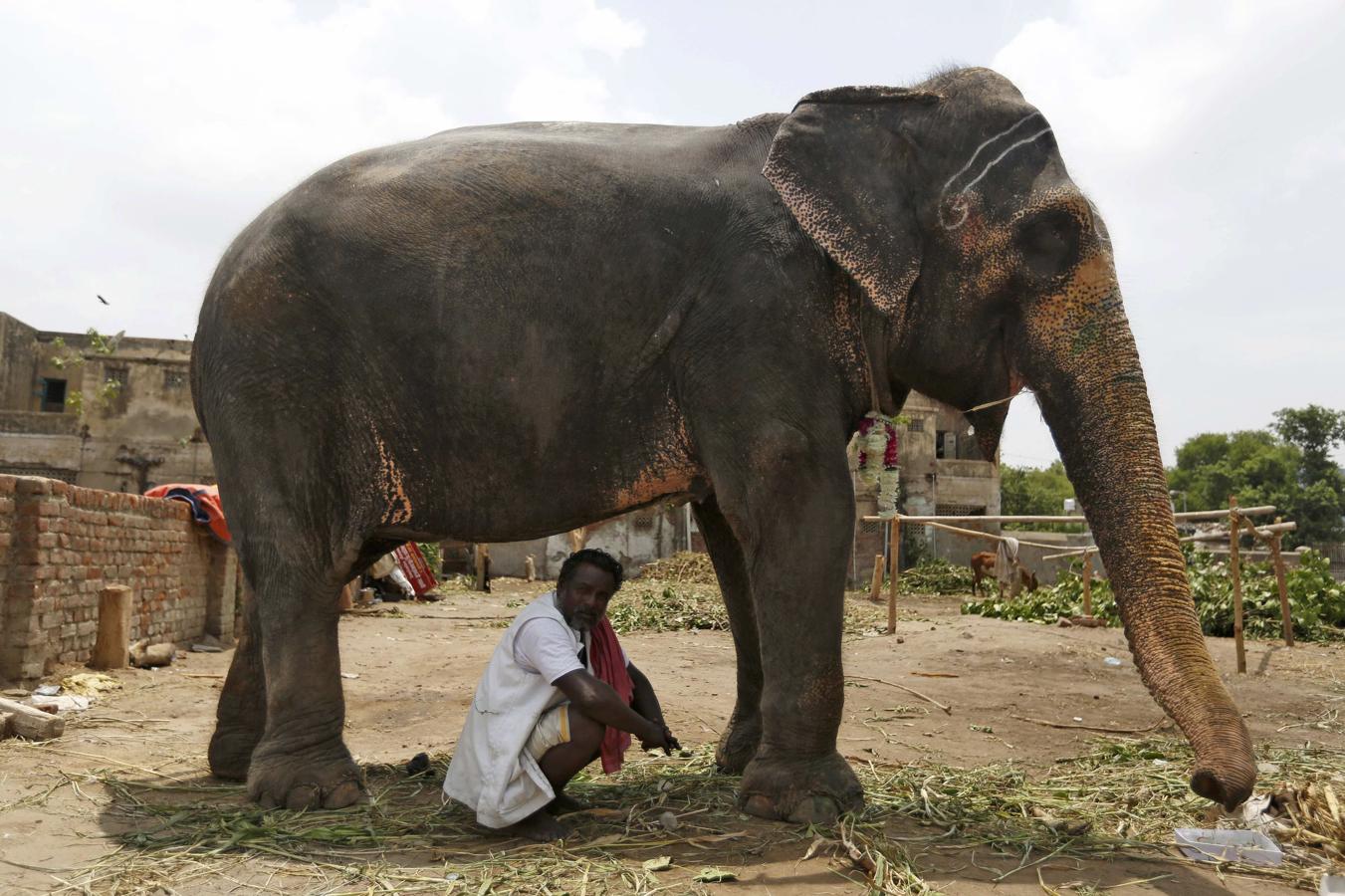 Un mahout se sienta a la sombra de su elefante mientras espera para decorarlo en la víspera del Rath Yatra anual, o procesión de carros, fuera del templo de Jagannath en Ahmedabad.