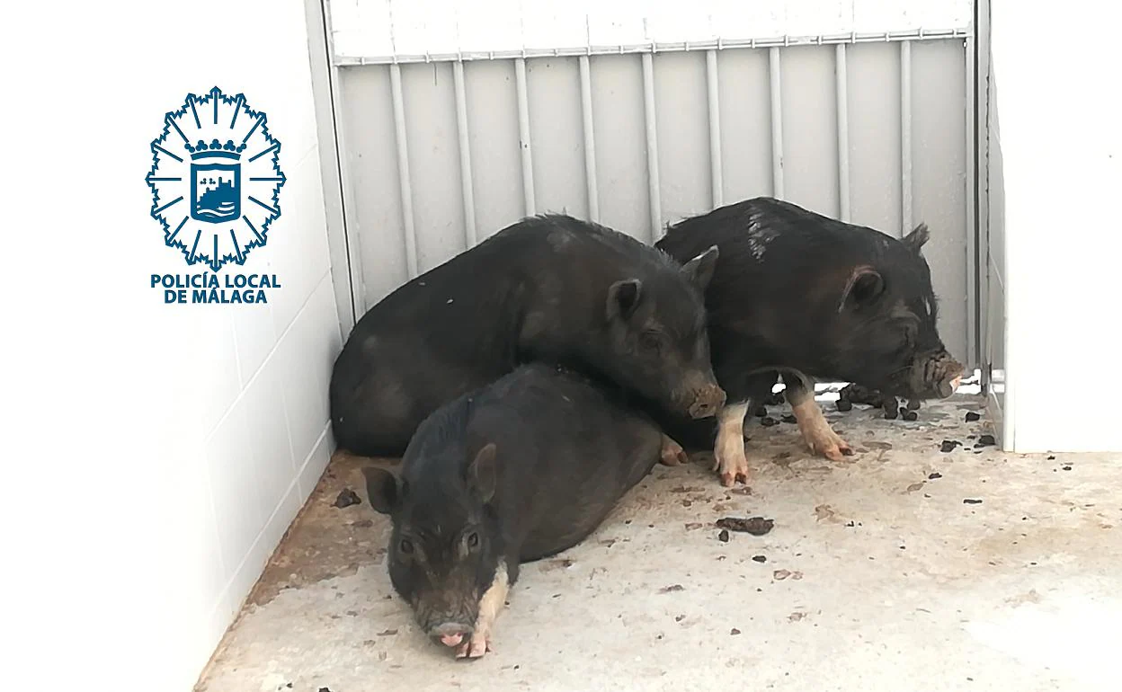 Recuperan tres cerdos vietnamitas abandonados en un recinto cerrado perteneciente a Emasa