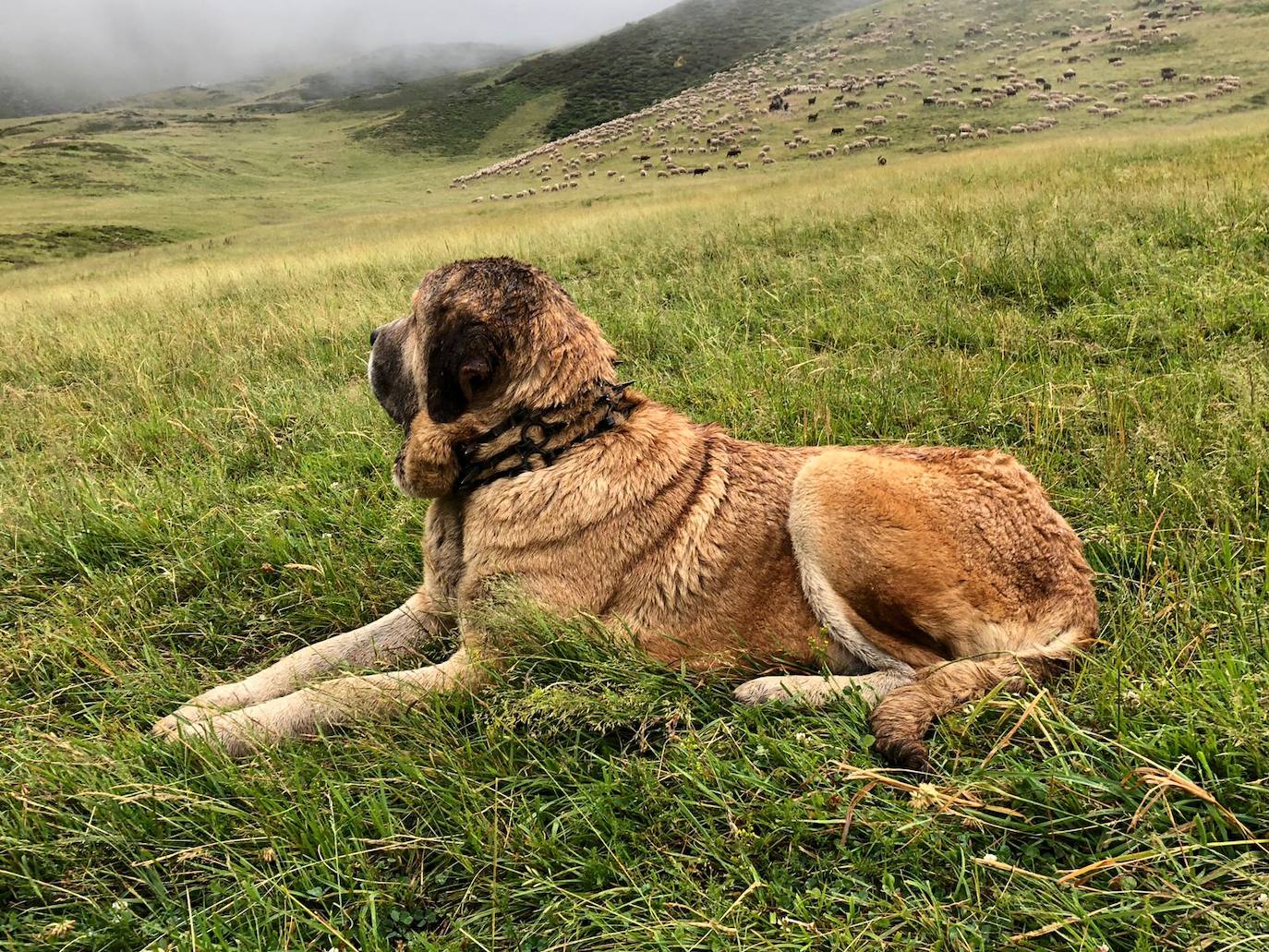 Cinco jóvenes malagueños que han superado el cáncer concluyen la 'Primera Aventura Trashumante entre Lobos y Mastines'