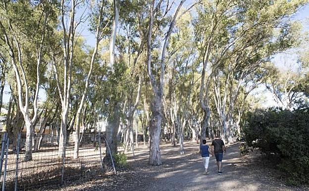 Visitantes pasean junto a los eucaliptos del antiguo 'camping' de los Baños del Carmen. 