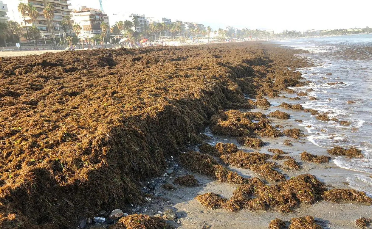 Acumulación de algas en la playa de La Rada.