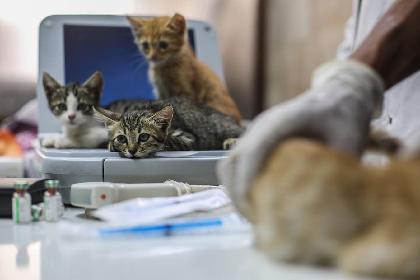 Durante la guerra siria en 2012, Al-Jaleel trabajaba como conductor de ambulancia en Alepo y solía dejar comida para gatos callejeros y abandonados. En 2015 comenzó a buscar gatos vivos en las zonas devastadas por la guerra para llevarlos a casa. Su trabajo con los animales se volvió viral y, con la ayuda de la italiana Alessandra Abidin, comenzó a recaudar fondos para servir construir «La casa de los gatos Ernesto». Además de más de 200 gatos, ahora el santuario tiene perros, monos, conejos y otros animales.