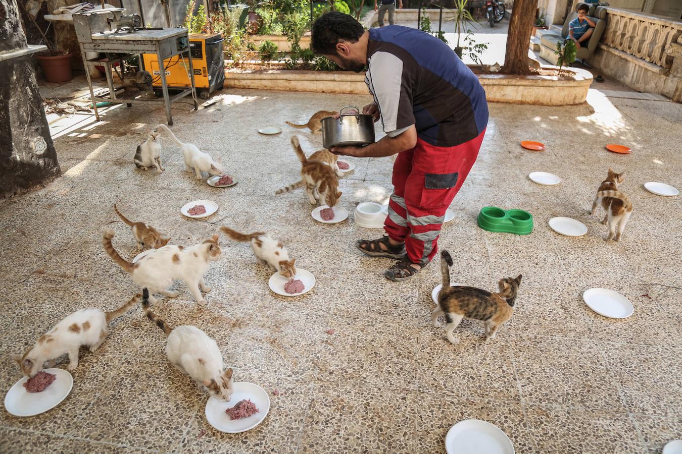 Durante la guerra siria en 2012, Al-Jaleel trabajaba como conductor de ambulancia en Alepo y solía dejar comida para gatos callejeros y abandonados. En 2015 comenzó a buscar gatos vivos en las zonas devastadas por la guerra para llevarlos a casa. Su trabajo con los animales se volvió viral y, con la ayuda de la italiana Alessandra Abidin, comenzó a recaudar fondos para servir construir «La casa de los gatos Ernesto». Además de más de 200 gatos, ahora el santuario tiene perros, monos, conejos y otros animales.