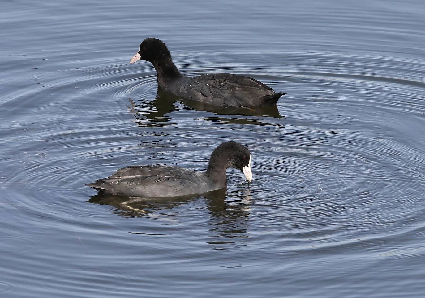 El paraje natural de la Desembocadura del Guadalhorce constituye un ejemplo de bioversidad única en Europa. En ningún otro sitio se pueden ver 270 especies de aves en un espacio tan reducido.