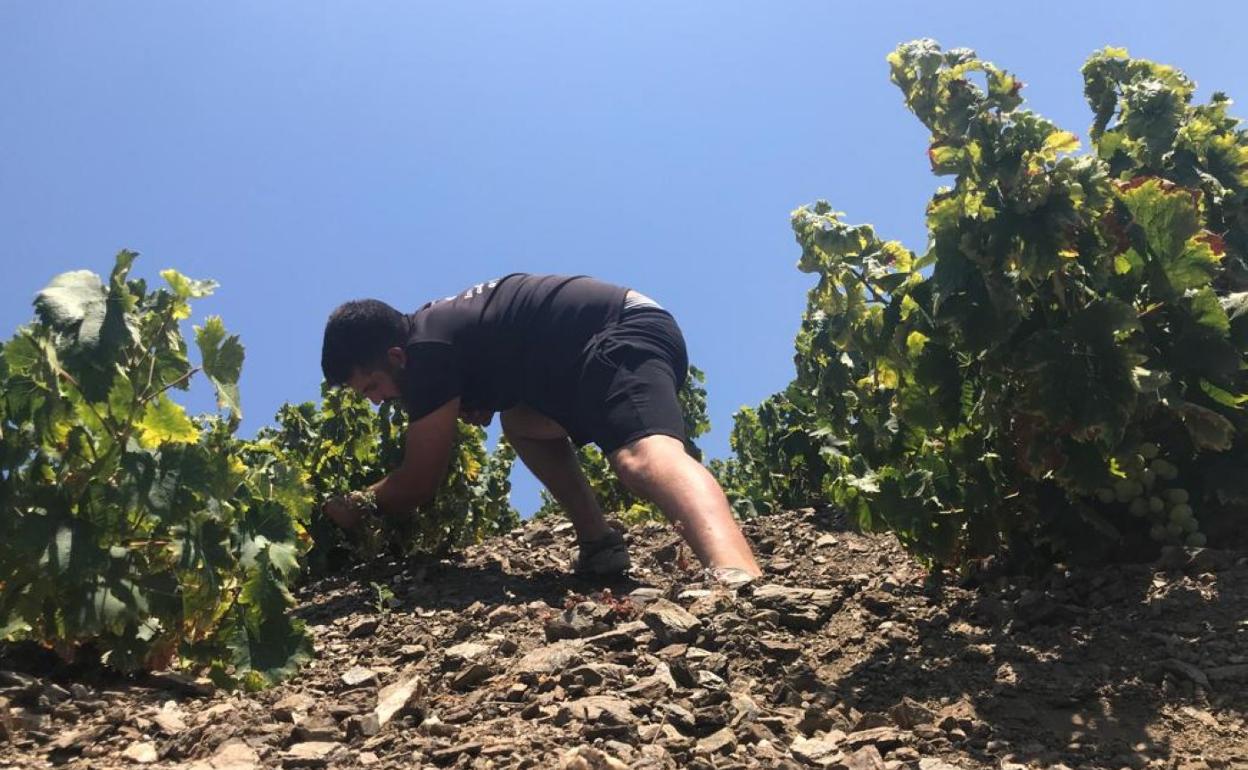 Andrés Muñoz, de bodegas Dimobe, inspeccionando viñas en la Axarquía. 