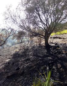 Imagen secundaria 2 - Imagen del incendio registrado en Torrox. 