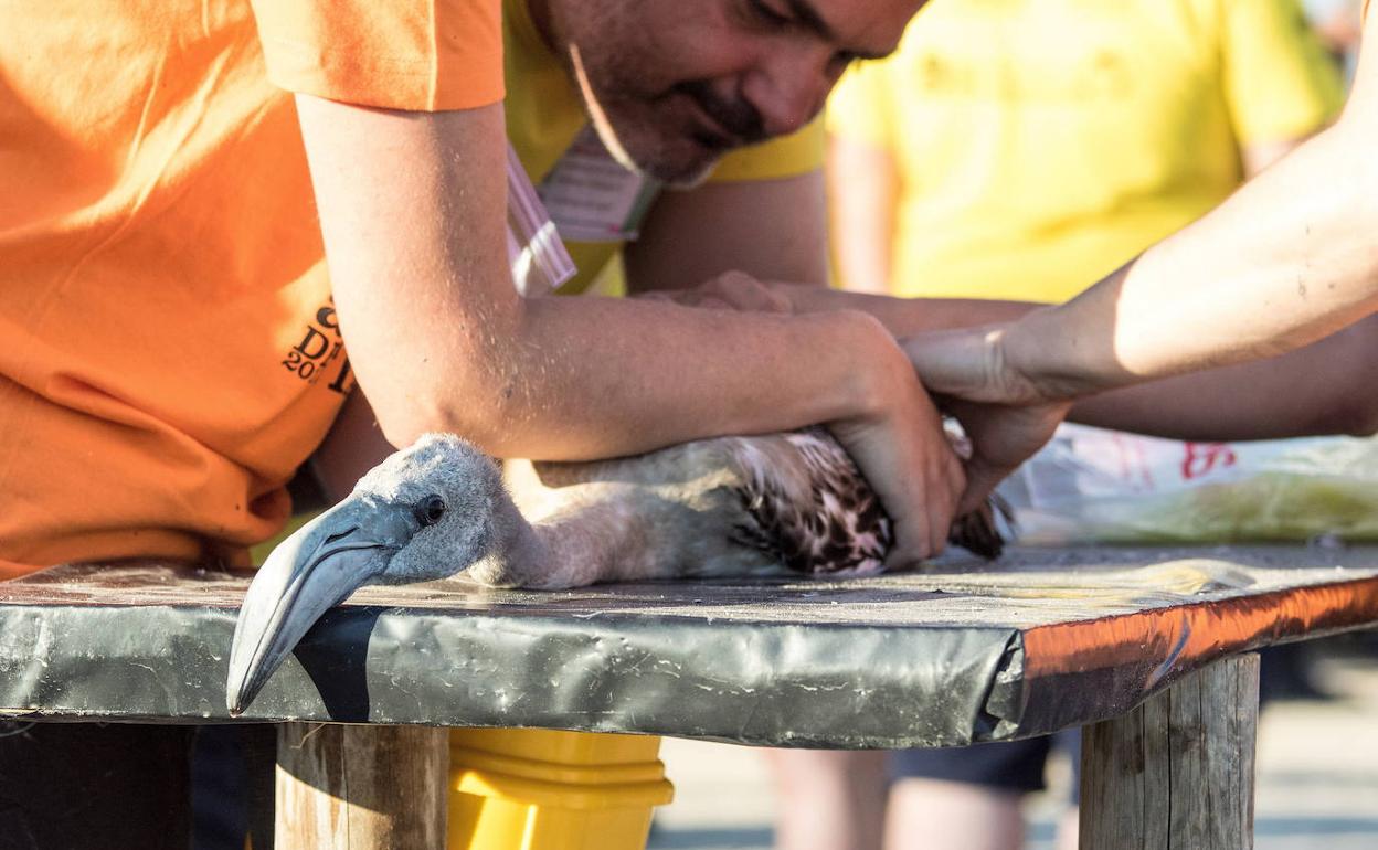 Un voluntario sujeta a un pollo de flamenco en Fuente de Piedra durante una edición anterior del anillamiento.