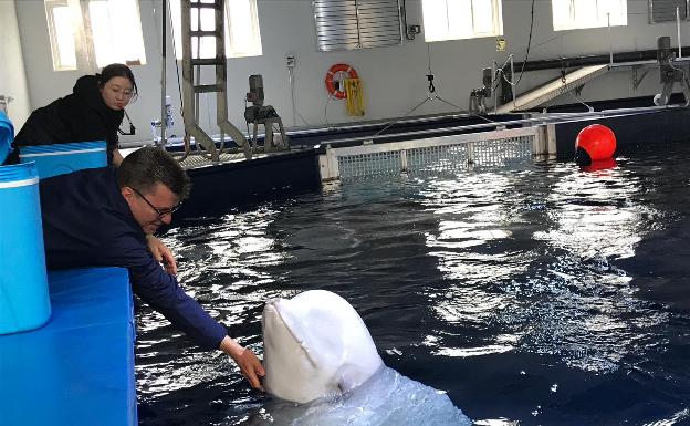 Michel Torres acaricia a una de las ballenas beluga en su tanque de cuarentena en Islandia. 