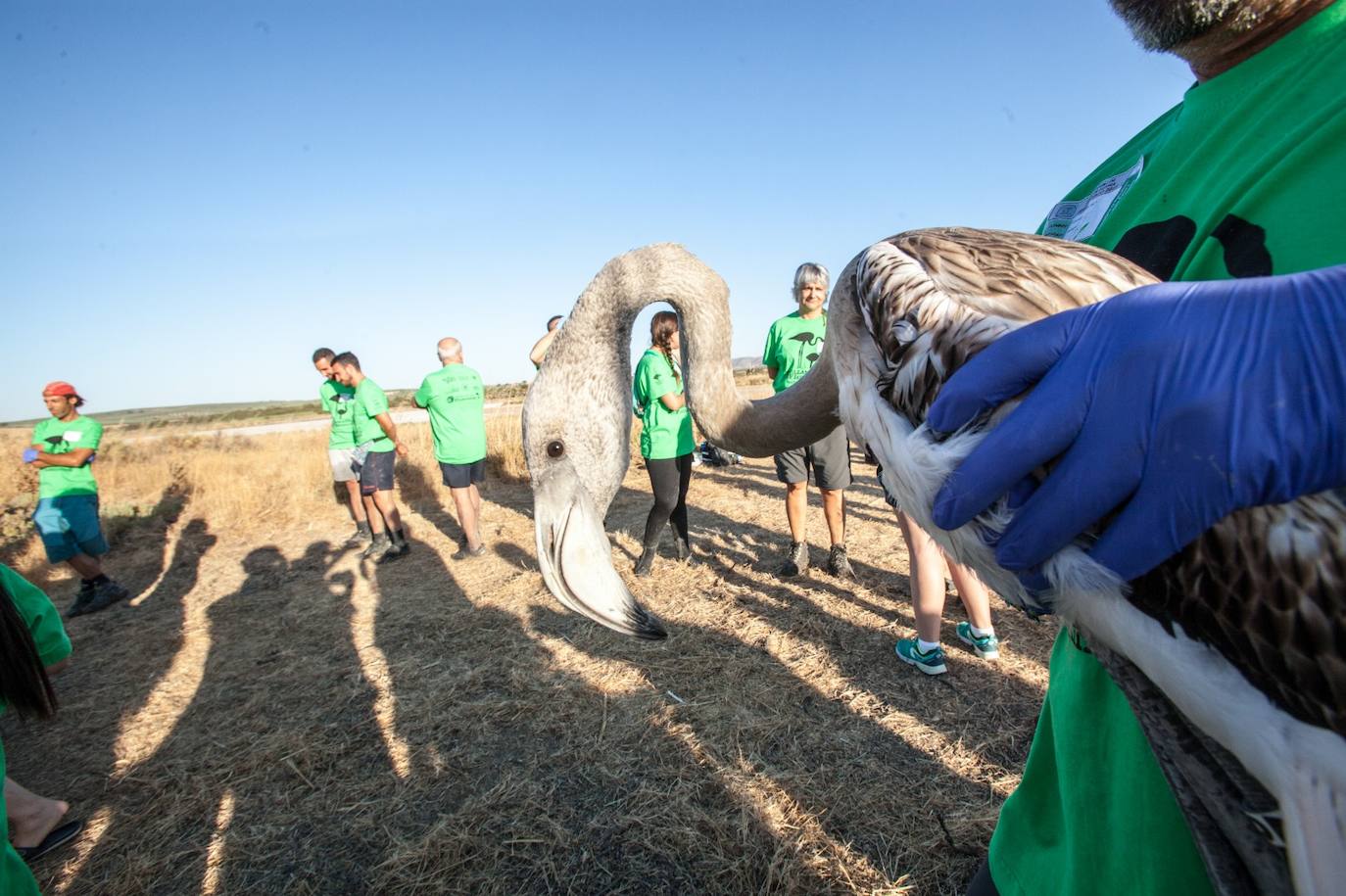 Más de 500 voluntarios de toda Andalucía acuden a la reserva natural para mantener una tradición fundamental en el estudio de este ave y su preservación.