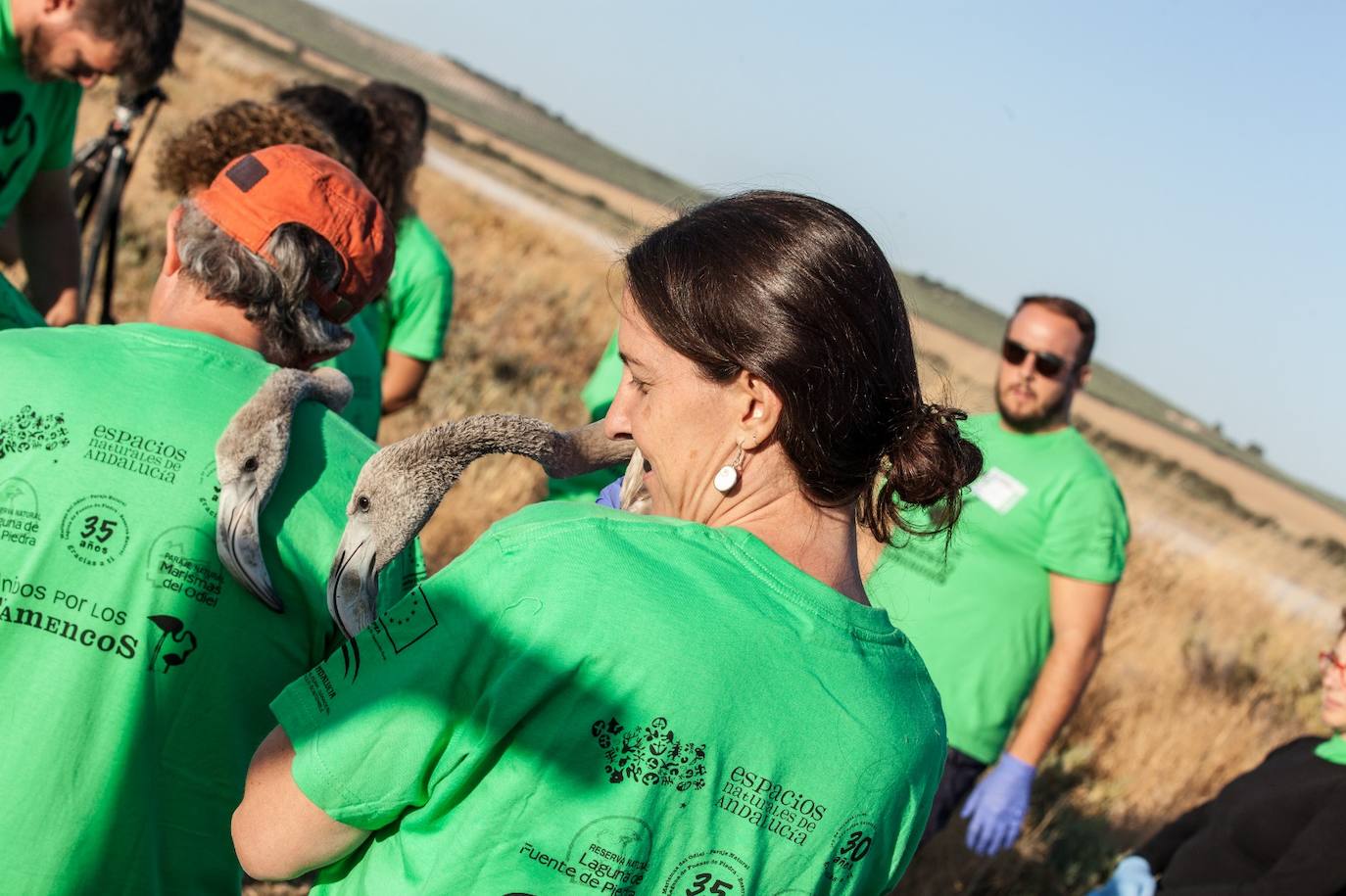 Más de 500 voluntarios de toda Andalucía acuden a la reserva natural para mantener una tradición fundamental en el estudio de este ave y su preservación.