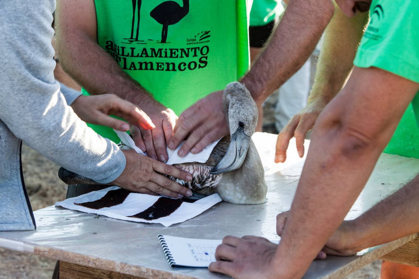 Más de 500 voluntarios de toda Andalucía acuden a la reserva natural para mantener una tradición fundamental en el estudio de este ave y su preservación.