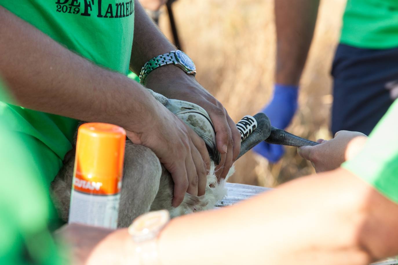 Más de 500 voluntarios de toda Andalucía acuden a la reserva natural para mantener una tradición fundamental en el estudio de este ave y su preservación.