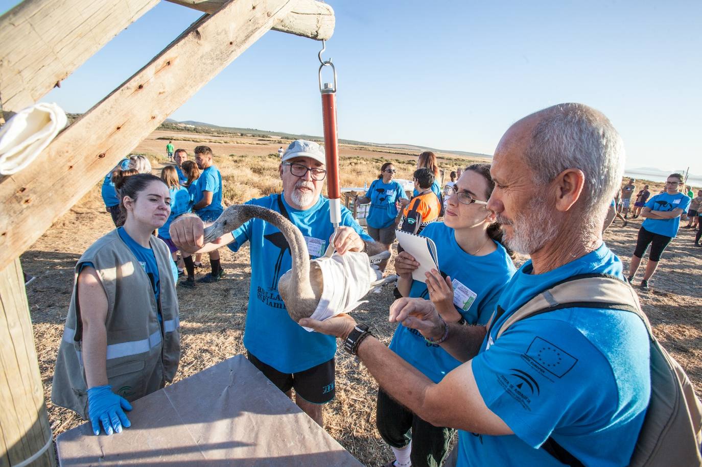 Más de 500 voluntarios de toda Andalucía acuden a la reserva natural para mantener una tradición fundamental en el estudio de este ave y su preservación.