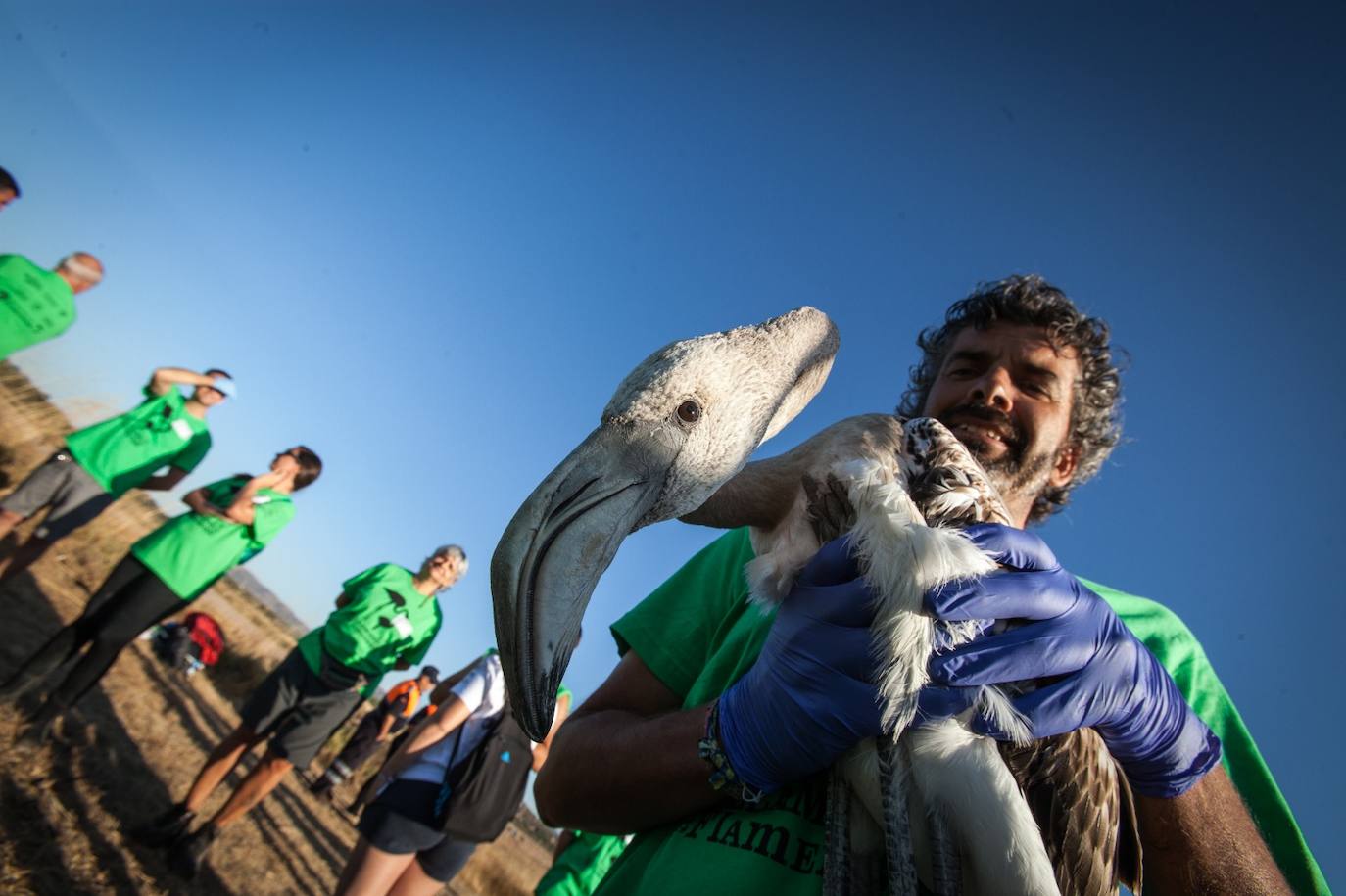 Más de 500 voluntarios de toda Andalucía acuden a la reserva natural para mantener una tradición fundamental en el estudio de este ave y su preservación.