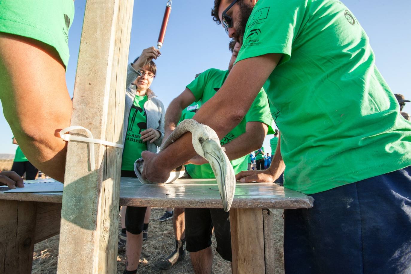 Más de 500 voluntarios de toda Andalucía acuden a la reserva natural para mantener una tradición fundamental en el estudio de este ave y su preservación.