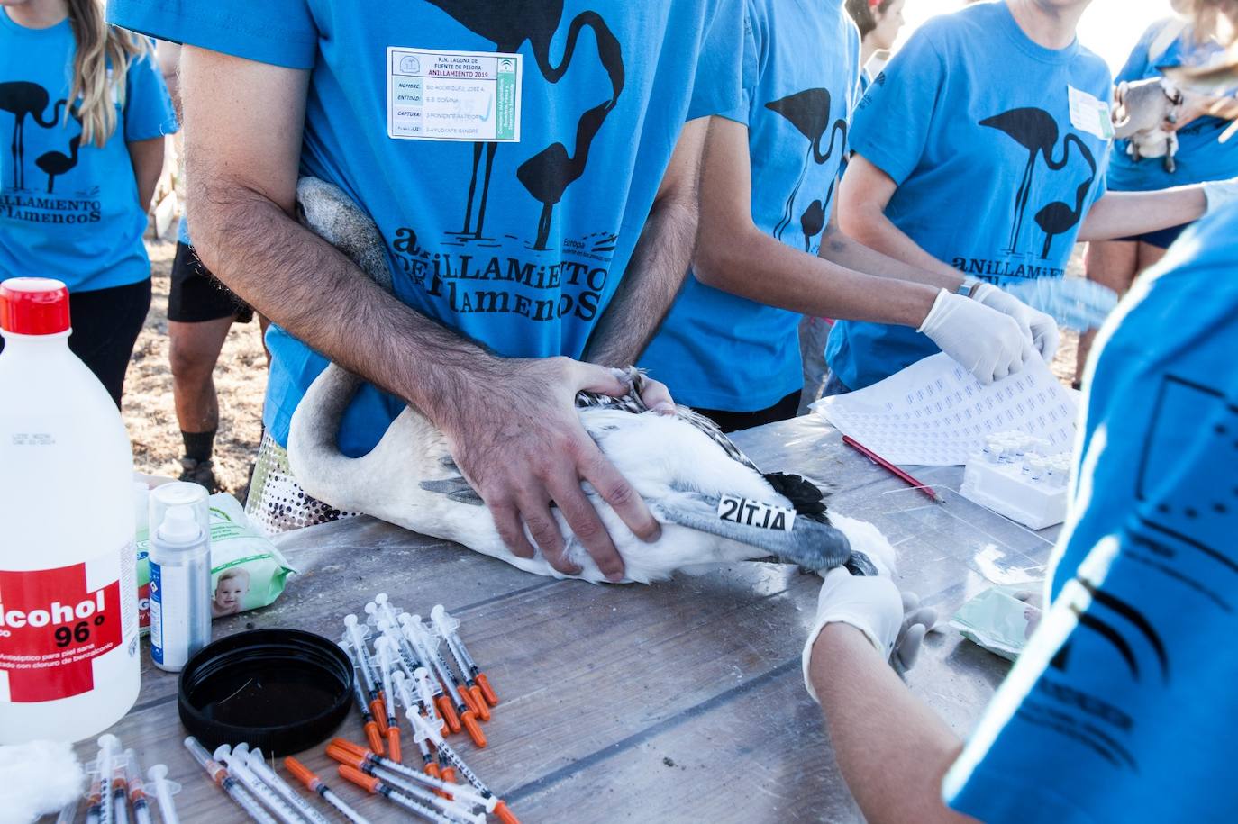 Más de 500 voluntarios de toda Andalucía acuden a la reserva natural para mantener una tradición fundamental en el estudio de este ave y su preservación.