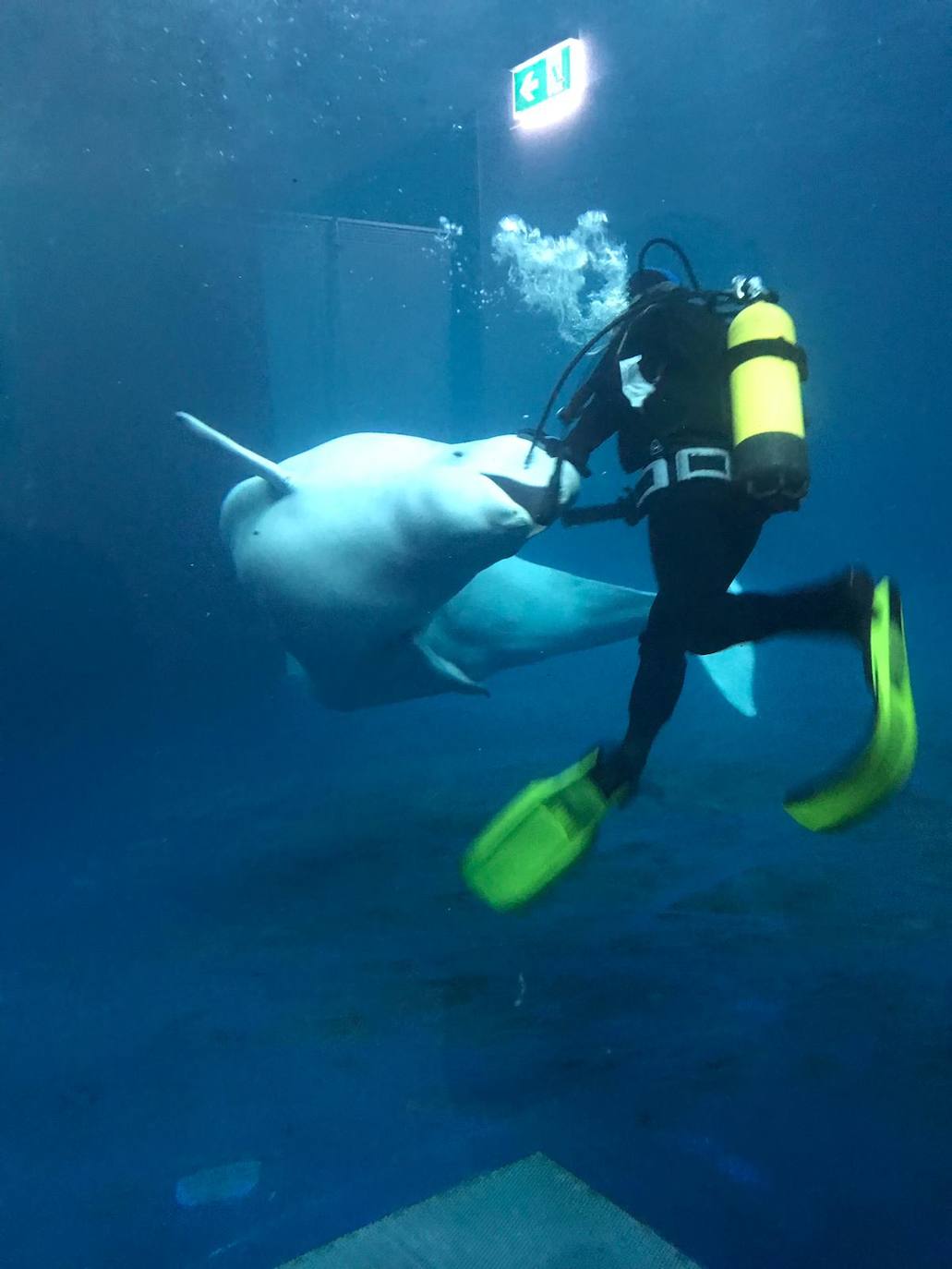 La Fundación Sea Life Trust libera dos ballenas de su cautiverio en un acuario de Shanái y cuenta para ello con el malagueño Michel Torres