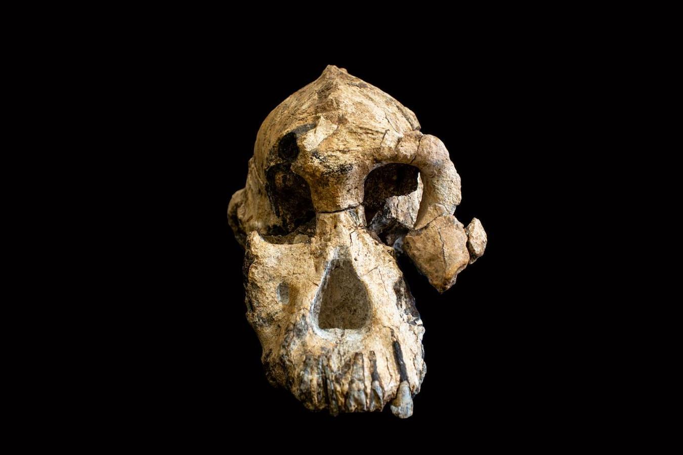 Un cráneo de Australopithecus «notablemente completo» de 3,8 millones de años de antigüedad fue descubierto en Etiopía, en que no está lejos de donde fue encontrado Lucy, según el artículo que publicó la revista 'Nature' este miércoles. Ha sido un descubrimiento que una vez más desafía nuestra comprensión de la evolución humana.