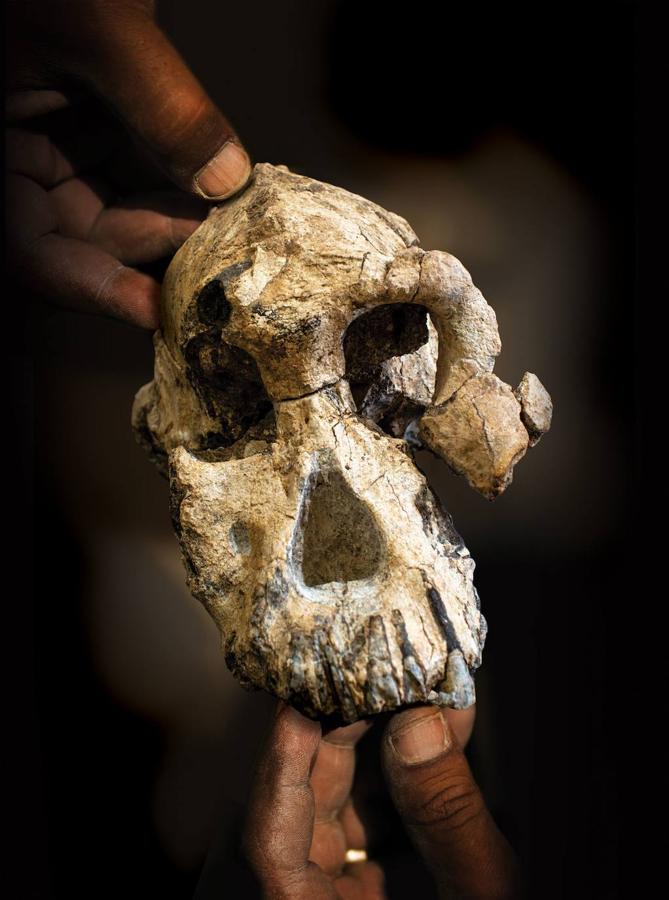 Un cráneo de Australopithecus «notablemente completo» de 3,8 millones de años de antigüedad fue descubierto en Etiopía, en que no está lejos de donde fue encontrado Lucy, según el artículo que publicó la revista 'Nature' este miércoles. Ha sido un descubrimiento que una vez más desafía nuestra comprensión de la evolución humana.